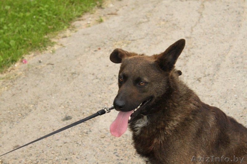 Ричи - преданный друг в добрые руки! - Изображение #2, Объявление #1154154