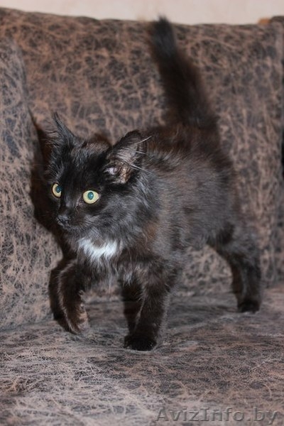 отдам в хорошие руки котенка-девочку - Изображение #5, Объявление #1147220