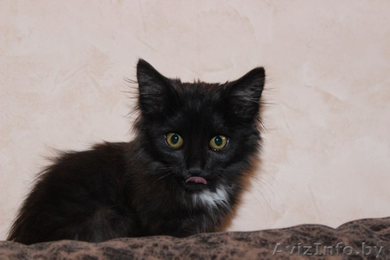 отдам в хорошие руки котенка-девочку - Изображение #3, Объявление #1147220