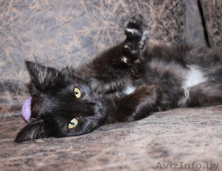 отдам в хорошие руки котенка-девочку - Изображение #4, Объявление #1147220