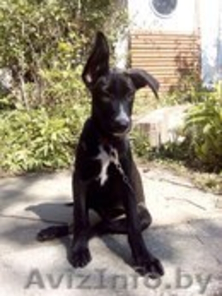 Щенки в ДАР!! Щенок в дар! - Изображение #1, Объявление #1153698