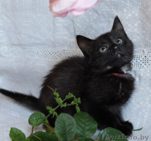 Очаровательные котодетки в добрые руки!!! - Изображение #3, Объявление #1142167