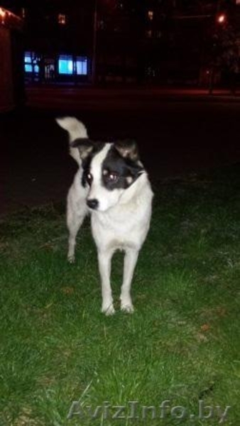 Найдена собака!!! - Изображение #2, Объявление #1151662