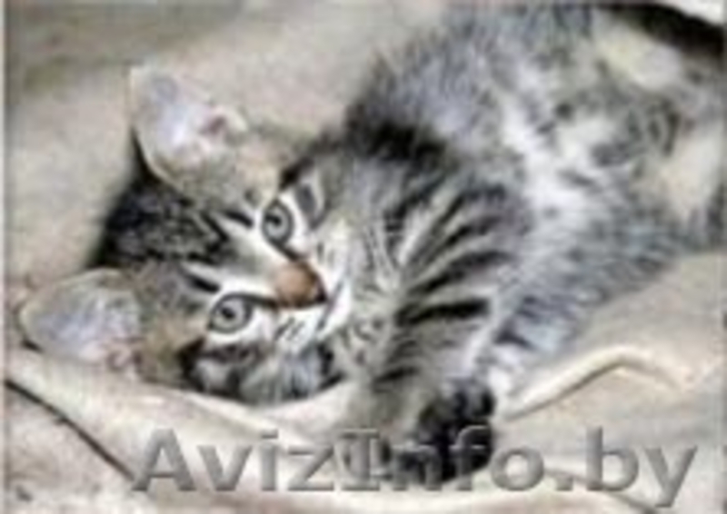 полосаты котята в дар. - Изображение #3, Объявление #1164222