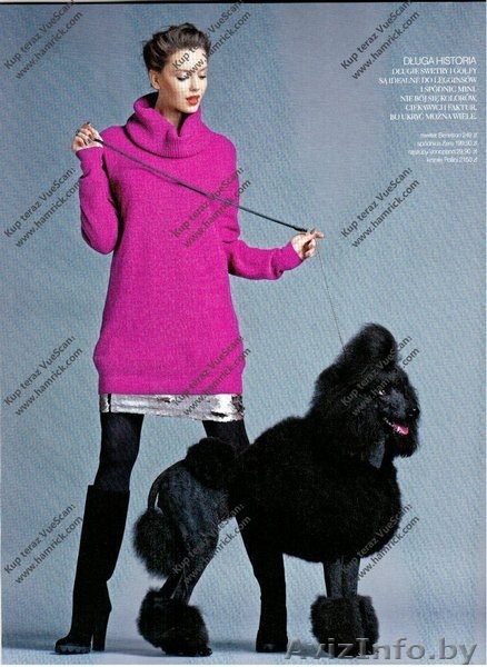 Королевский пудель украсит ваши фото - Изображение #2, Объявление #1154781