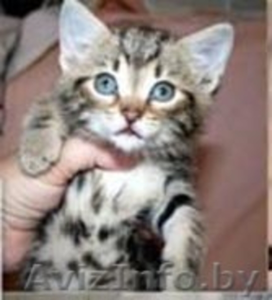 полосаты котята в дар. - Изображение #2, Объявление #1164222