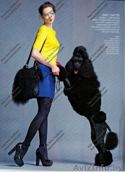 Королевский пудель украсит ваши фото - Изображение #3, Объявление #1154781