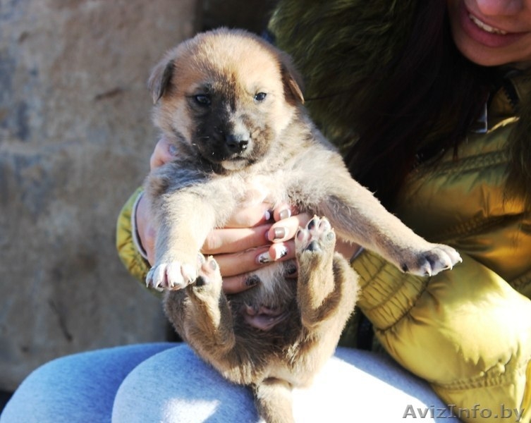 Крошечные щеночки на любой вкус! - Изображение #2, Объявление #1166831
