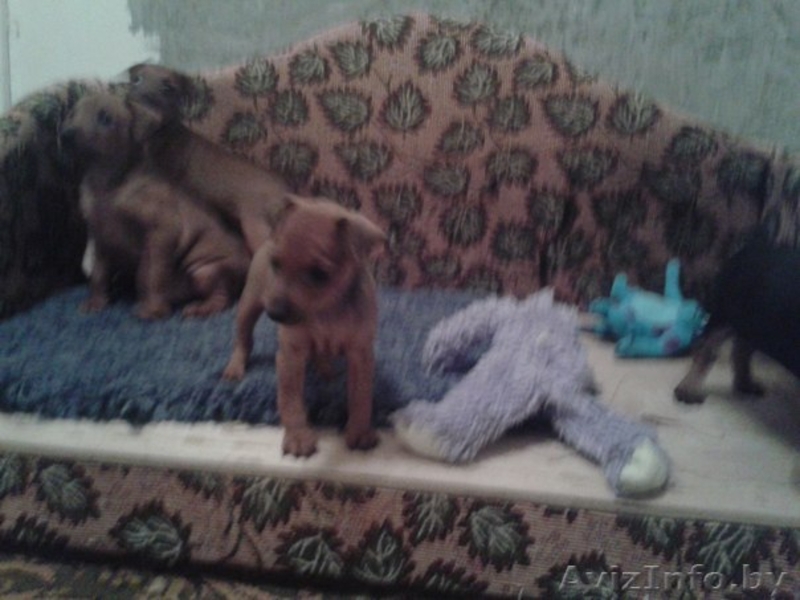 Продаются щенки цвергпинчера (карликовый доберман) - Изображение #3, Объявление #1158250