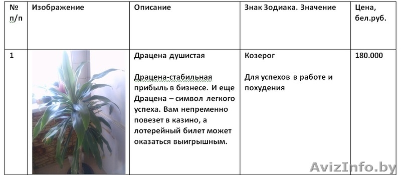 Излишки комнатных растений - Изображение #4, Объявление #1160588