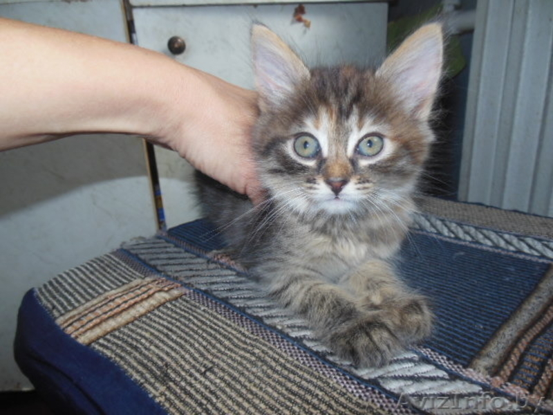 полосаты котята в дар. - Изображение #1, Объявление #1164222