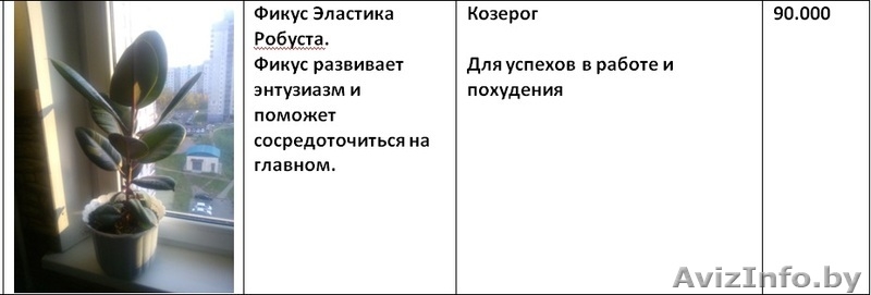 Излишки комнатных растений - Изображение #3, Объявление #1160588