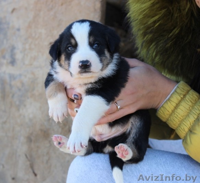Крошечные щеночки на любой вкус! - Изображение #4, Объявление #1166831