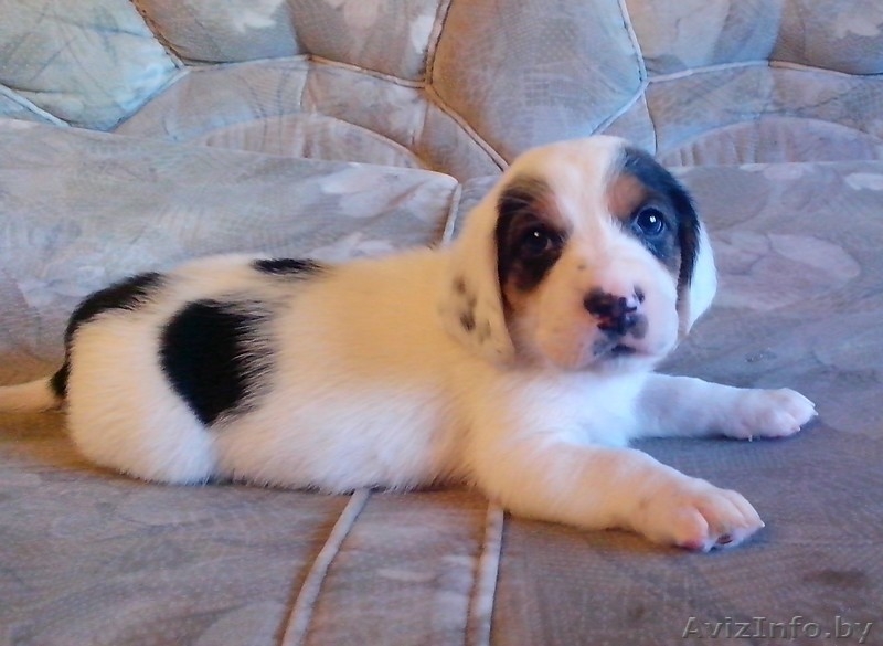 Щенки в дар бассет хаунд (мама бассет-хаунд, отец не породный) - Изображение #7, Объявление #1160028