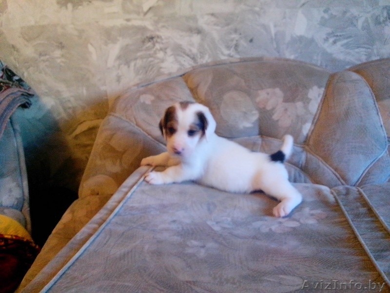 Щенки в дар бассет хаунд (мама бассет-хаунд, отец не породный) - Изображение #8, Объявление #1160028