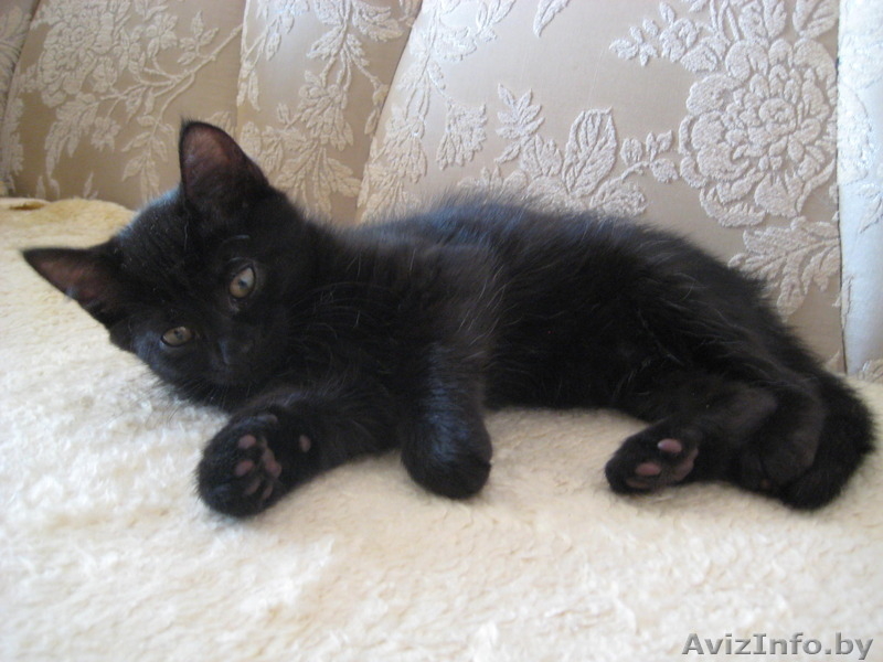 Котята в добрые и ласковые ручки!!! - Изображение #2, Объявление #1165591