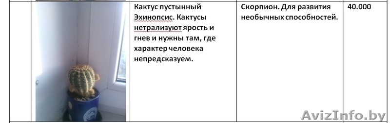 Излишки комнатных растений - Изображение #6, Объявление #1160588