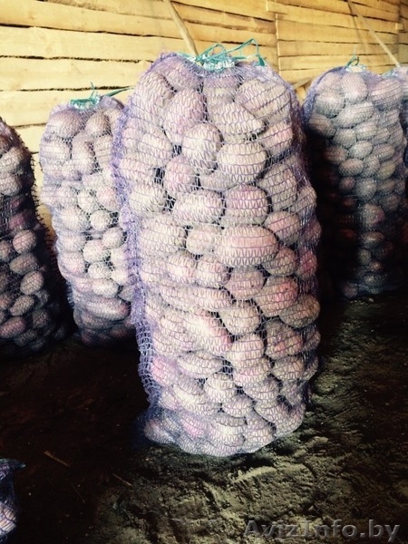 Продаем овощи оптом  - Изображение #3, Объявление #1144553