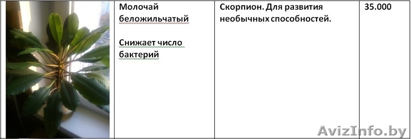 Излишки комнатных растений - Изображение #5, Объявление #1160588