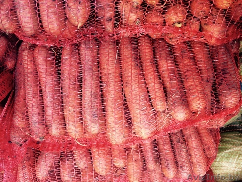 Продаем овощи оптом  - Изображение #4, Объявление #1144553