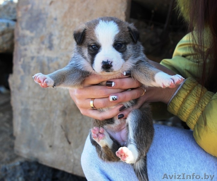 Крошечные щеночки на любой вкус! - Изображение #3, Объявление #1166831