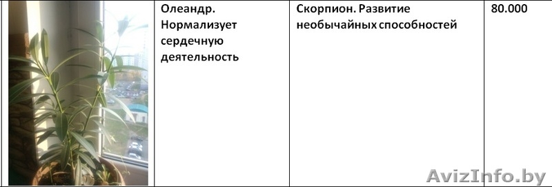 Излишки комнатных растений - Изображение #7, Объявление #1160588