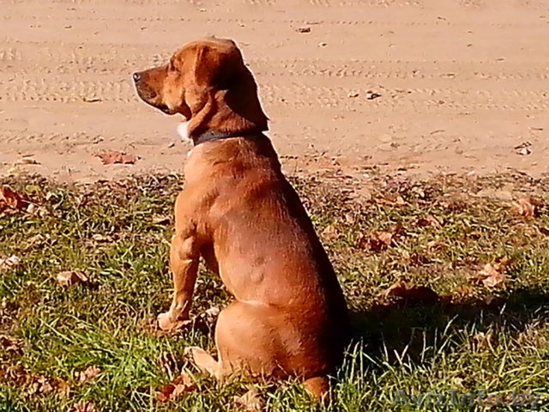 Щенки в дар бассет хаунд (мама бассет-хаунд, отец не породный) - Изображение #2, Объявление #1160028