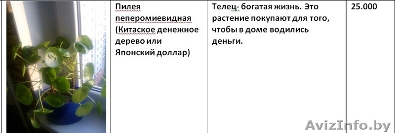 Излишки комнатных растений - Изображение #8, Объявление #1160588