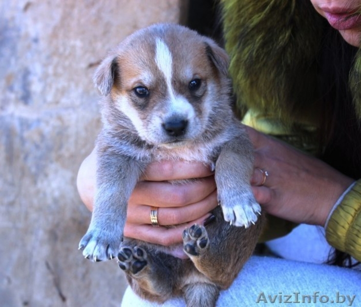 Крошечные щеночки на любой вкус! - Изображение #5, Объявление #1166831