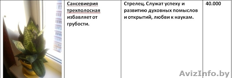 Излишки комнатных растений - Изображение #9, Объявление #1160588