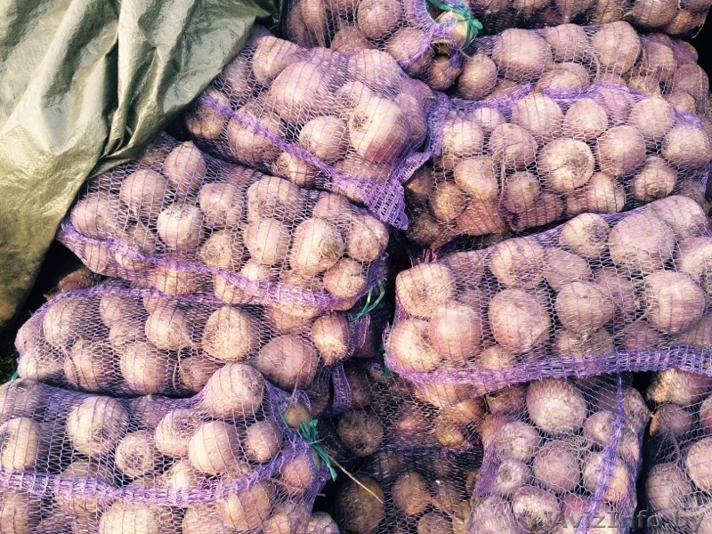 Продаем овощи оптом  - Изображение #5, Объявление #1144553