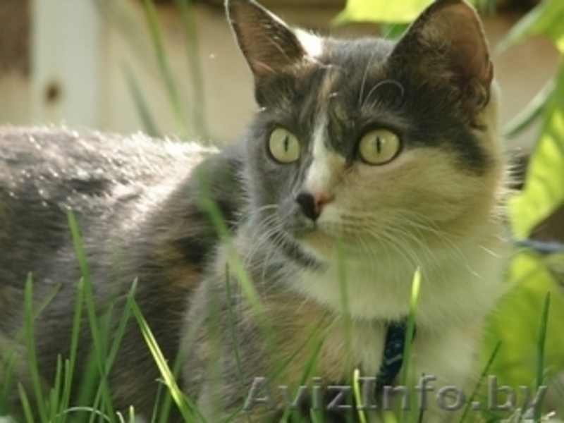 Оплачу услугу в приеме кошки - Изображение #4, Объявление #1182863