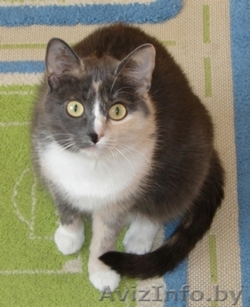 Оплачу услугу в приеме кошки - Изображение #1, Объявление #1182863