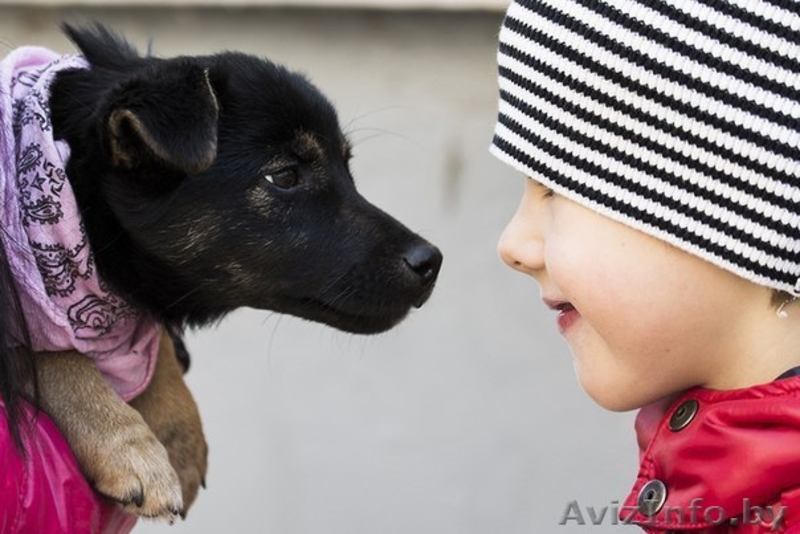 Фенечка на счастье! Щенок в добрые руки! - Изображение #3, Объявление #1175442