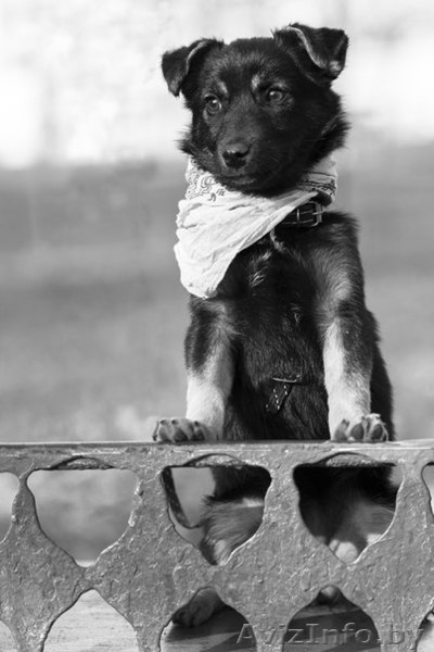 Фенечка на счастье! Щенок в добрые руки! - Изображение #1, Объявление #1175442