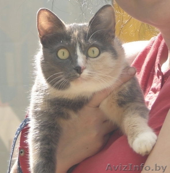 Оплачу услугу в приеме кошки - Изображение #2, Объявление #1182863