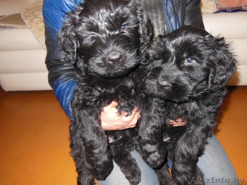 отличные щенки ризеншнауцера  - Изображение #1, Объявление #1169835