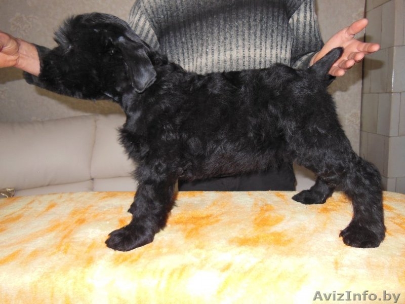 отличные щенки ризеншнауцера  - Изображение #3, Объявление #1169835