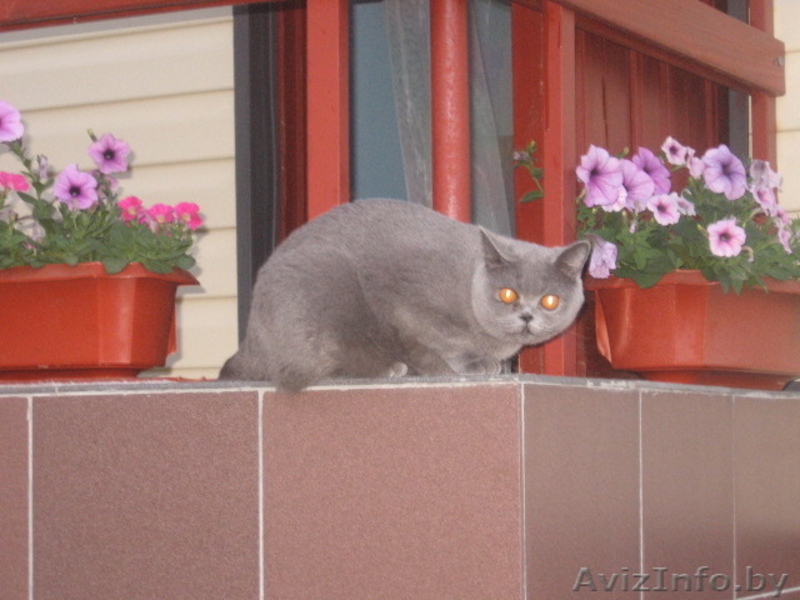 Чистокровные британские котята с полным комплектом документов - Изображение #3, Объявление #1182731