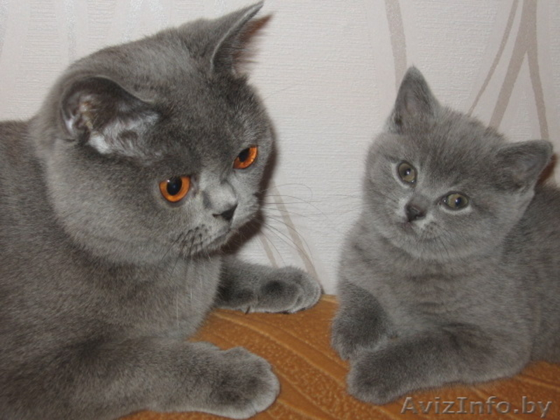Чистокровные британские котята с полным комплектом документов - Изображение #2, Объявление #1182731