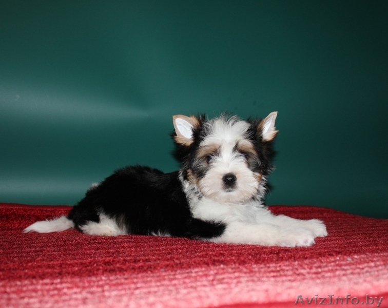 Красивые щенки бивер йоркширского терьера - Изображение #2, Объявление #1170209