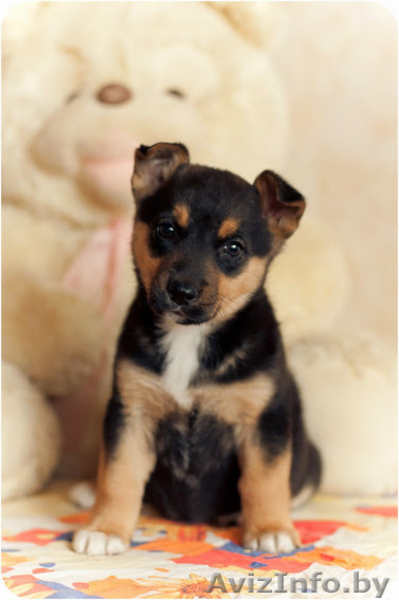 Щеночки крохотульки в дар! - Изображение #3, Объявление #1174906
