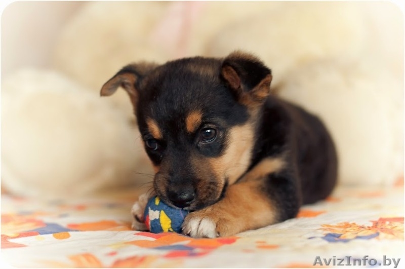 Щеночки крохотульки в дар! - Изображение #4, Объявление #1174906