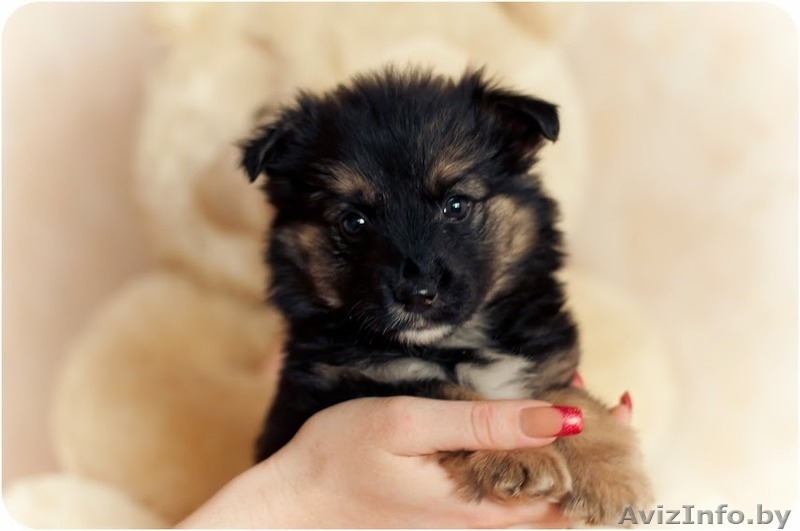 Щеночки крохотульки в дар! - Изображение #2, Объявление #1174906