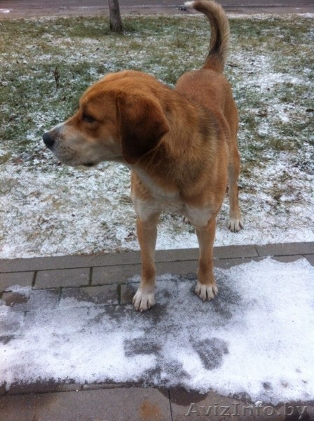 Самый добродушный пес на свете ищет хозяев - Изображение #2, Объявление #1181803