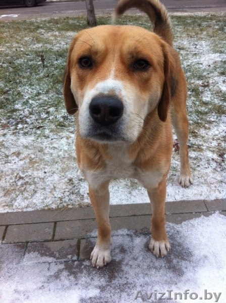 Самый добродушный пес на свете ищет хозяев - Изображение #1, Объявление #1181803