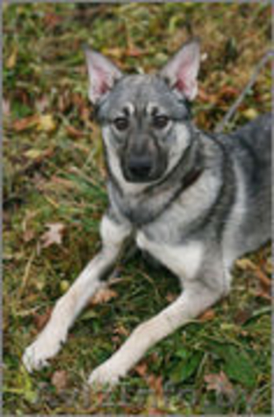 Вира- овчаристый щенок - девочка в дар!  - Изображение #2, Объявление #1161038