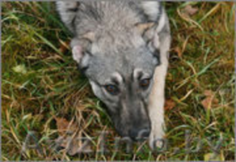 Вира- овчаристый щенок - девочка в дар!  - Изображение #1, Объявление #1161038