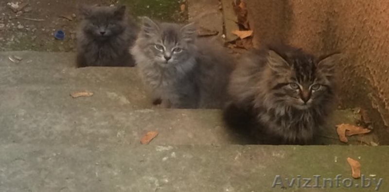котята.пушистые малыши даром - Изображение #2, Объявление #1173692