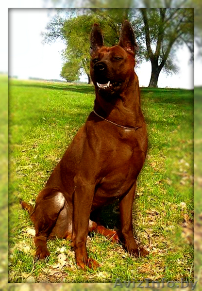 Щенки Тайский Риджбек - Изображение #2, Объявление #1190851